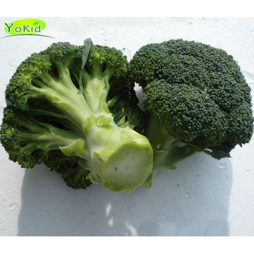 Hot Sale China Cleaning Fresh Broccoli Green With Lower Price